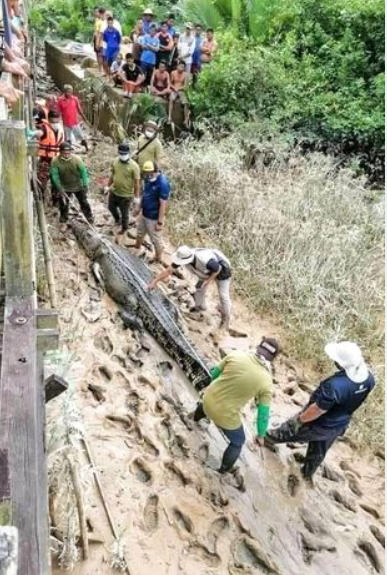 Những vụ cá sấu khổng lồ tấn công người ghê rợn nhất thế giới - Hình 5 Nhung vu ca sau khong lo tan cong nguoi ghe ron nhat the gioi-Hinh-5