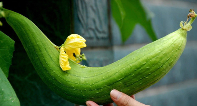 Lộ chiêu đầu bếp giúp món mướp xào màu xanh đẹp mắt Lo chieu dau bep giup mon muop xao mau xanh dep mat