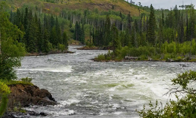 Đằng sau cái chết bí ẩn của cá tầm Canada - Hình 2 Dang sau cai chet bi an cua ca tam Canada-Hinh-2