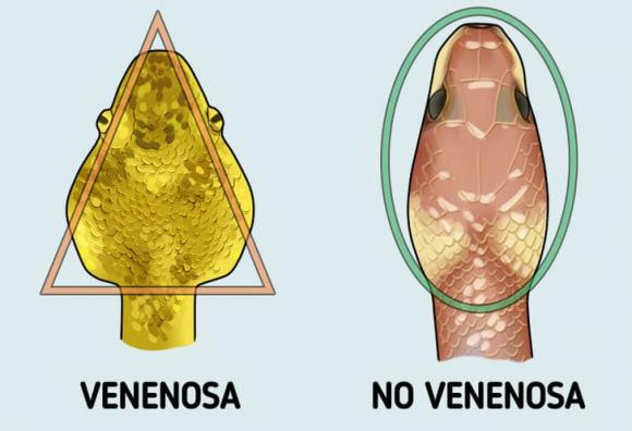Cách phân biệt rắn độc với rắn không độc Cach phan biet ran doc voi ran khong doc