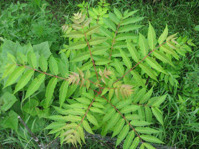 Loại cây ở Việt Nam mọc dại có độc, ở nước ngoài bán 600.000/kg - Hình 2 Loai cay o Viet Nam moc dai co doc, o nuoc ngoai ban 600.000/kg-Hinh-2