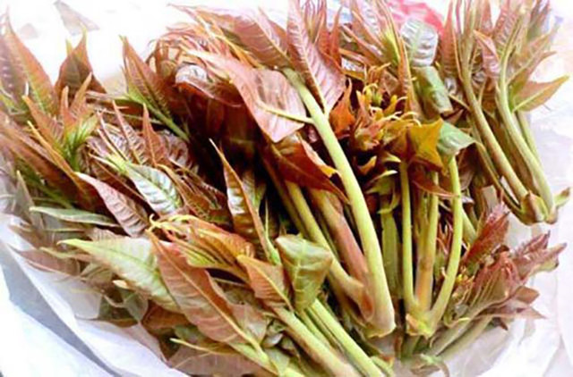 Loại cây ở Việt Nam mọc dại có độc, ở nước ngoài bán 600.000/kg - Hình 10 Loai cay o Viet Nam moc dai co doc, o nuoc ngoai ban 600.000/kg-Hinh-10