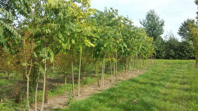 Loại cây ở Việt Nam mọc dại có độc, ở nước ngoài bán 600.000/kg - Hình 6 Loai cay o Viet Nam moc dai co doc, o nuoc ngoai ban 600.000/kg-Hinh-6
