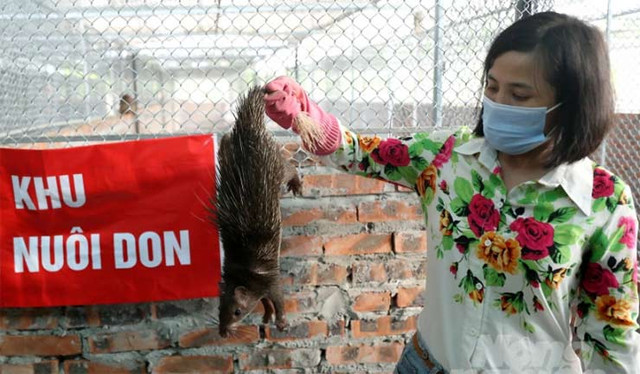 Loài vật lạ 9X đem về nuôi, bán làm đặc sản thu tiền tỷ - Hình 5 Loai vat la 9X dem ve nuoi, ban lam dac san thu tien ty-Hinh-5