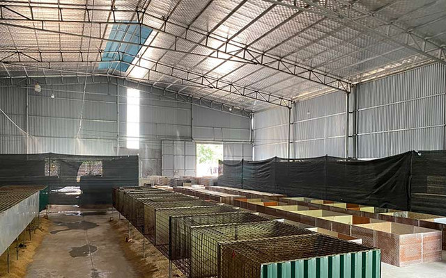Loài vật lạ 9X đem về nuôi, bán làm đặc sản thu tiền tỷ - Hình 11 Loai vat la 9X dem ve nuoi, ban lam dac san thu tien ty-Hinh-11
