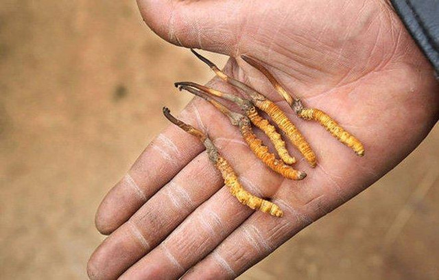 Đông trùng hạ thảo bồi bổ, có 1 điều cấm kỵ phải nhớ - Hình 2 Dong trung ha thao boi bo, co 1 dieu cam ky phai nho-Hinh-2
