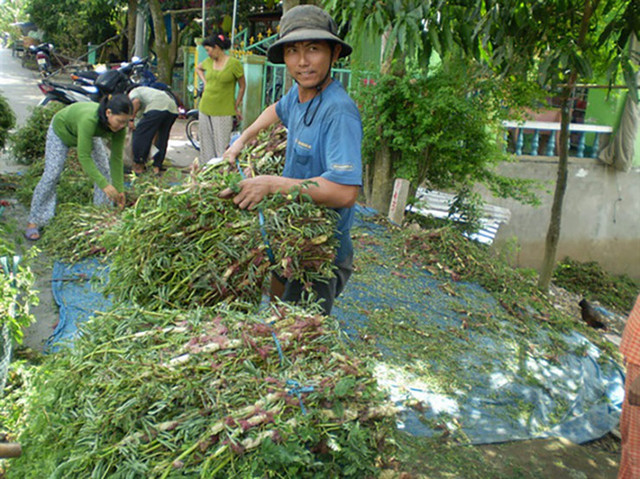 Loại cây dại "lớn nhanh như thổi", dân đem về trồng kiếm cả trăm triệu - Hình 7 Loai cay dai