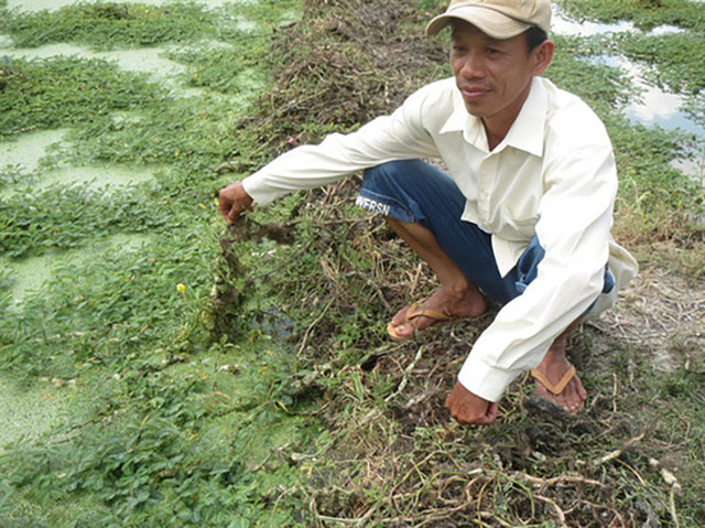 Loại cây dại "lớn nhanh như thổi", dân đem về trồng kiếm cả trăm triệu - Hình 9 Loai cay dai