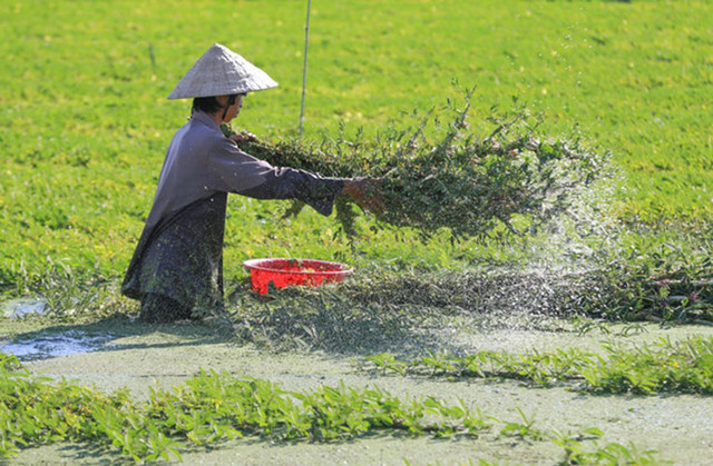 Loại cây dại "lớn nhanh như thổi", dân đem về trồng kiếm cả trăm triệu - Hình 11 Loai cay dai