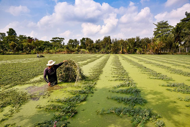 Loại cây dại "lớn nhanh như thổi", dân đem về trồng kiếm cả trăm triệu - Hình 10 Loai cay dai