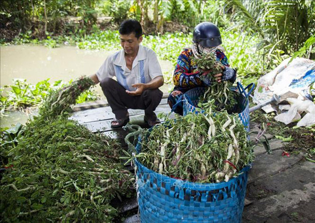 Loại cây dại "lớn nhanh như thổi", dân đem về trồng kiếm cả trăm triệu - Hình 8 Loai cay dai