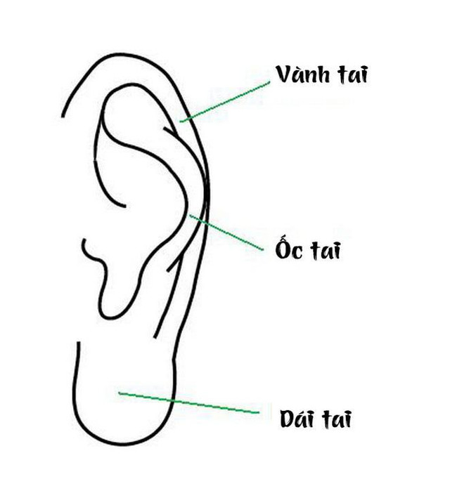4 tướng tai phụ nữ mang mệnh phu nhân - Hình 2 4 tuong tai phu nu mang menh phu nhan-Hinh-2