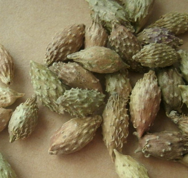 Quả dại Việt Nam sang nước ngoài thành thảo dược giá trên trời - Hình 7 Qua dai Viet Nam sang nuoc ngoai thanh thao duoc gia tren troi-Hinh-7