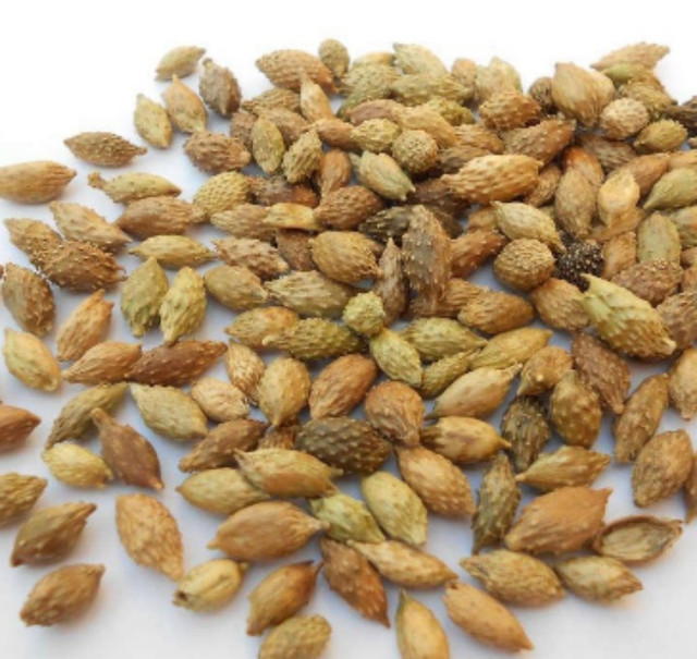 Quả dại Việt Nam sang nước ngoài thành thảo dược giá trên trời - Hình 13 Qua dai Viet Nam sang nuoc ngoai thanh thao duoc gia tren troi-Hinh-13