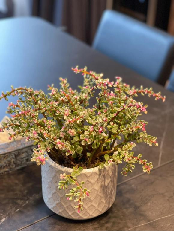 Bên trong penthouse sang chảnh của vợ chồng MC Thành Trung - Hình 8 Ben trong penthouse sang chanh cua vo chong MC Thanh Trung-Hinh-8