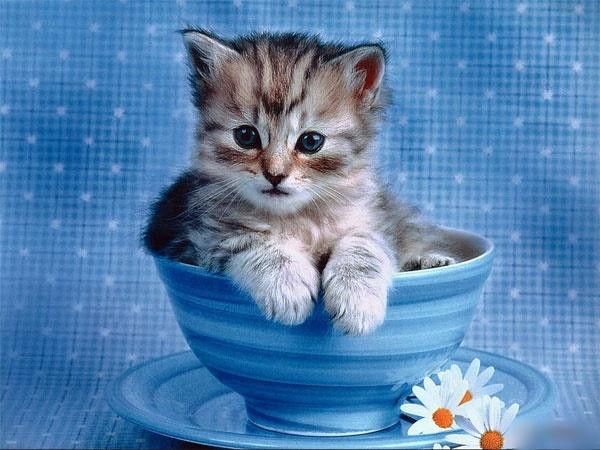 4 tuổi 'thêu hoa dệt gấm' hốt bạc trong 5 ngày tới 4 tuoi 'theu hoa det gam' hot bac trong 5 ngay toi