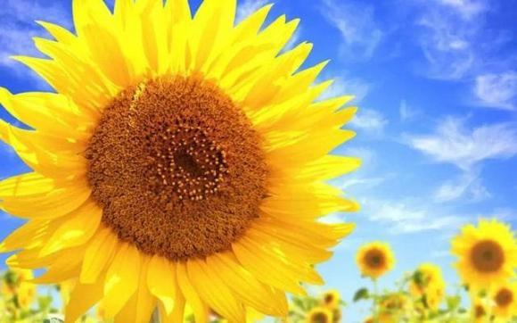 Dấu hiệu phong thủy nhà bạn bị hỏng Dau hieu phong thuy nha ban bi hong