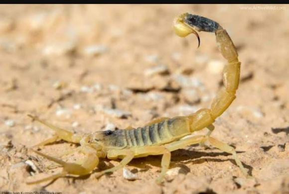 Nọc độc của bọ cạp Deathstalker là chất lỏng đắt nhất thế giới - Hình 3 Noc doc cua bo cap Deathstalker la chat long dat nhat the gioi-Hinh-3