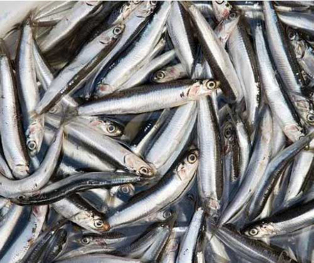 Loại cá bé tí quê mùa bỗng thành đặc sản giá 360.000/kg - Hình 2 Loai ca be ti que mua bong thanh dac san gia 360.000/kg-Hinh-2