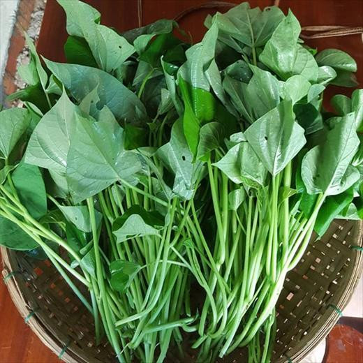 5 loại rau củ dễ trồng, không phun thuốc sâu, chị em cứ mua vô tư - Hình 4 5 loai rau cu de trong, khong phun thuoc sau, chi em cu mua vo tu-Hinh-4