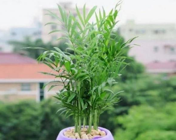 3 loại cây trồng phòng khách làm đẹp môi trường - Hình 2 3 loai cay trong phong khach lam dep moi truong-Hinh-2