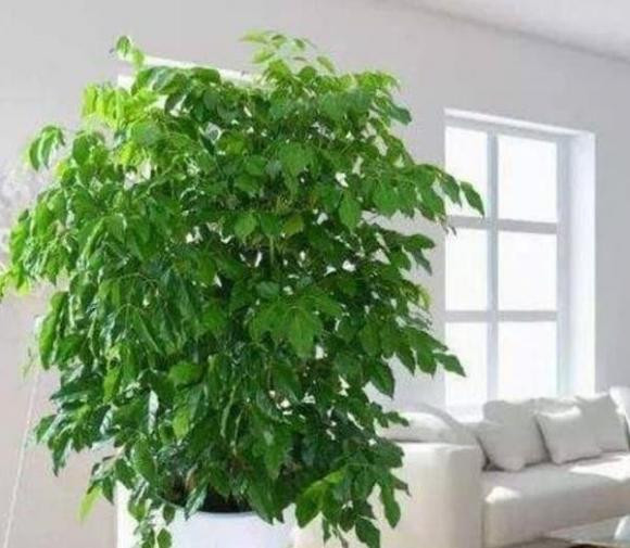 3 loại cây trồng phòng khách làm đẹp môi trường - Hình 6 3 loai cay trong phong khach lam dep moi truong-Hinh-6