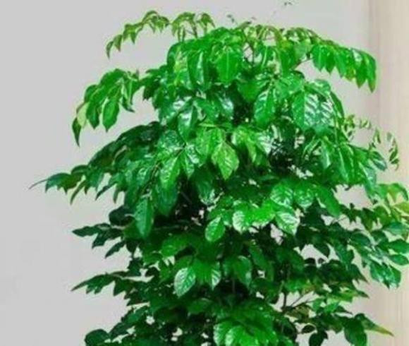 3 loại cây trồng phòng khách làm đẹp môi trường - Hình 5 3 loai cay trong phong khach lam dep moi truong-Hinh-5