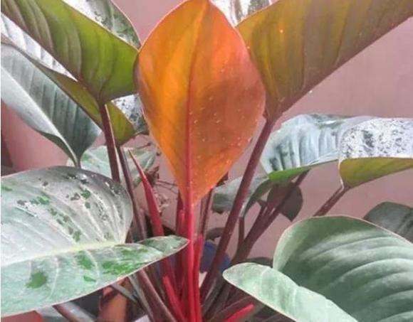 3 loại cây trồng phòng khách làm đẹp môi trường - Hình 3 3 loai cay trong phong khach lam dep moi truong-Hinh-3