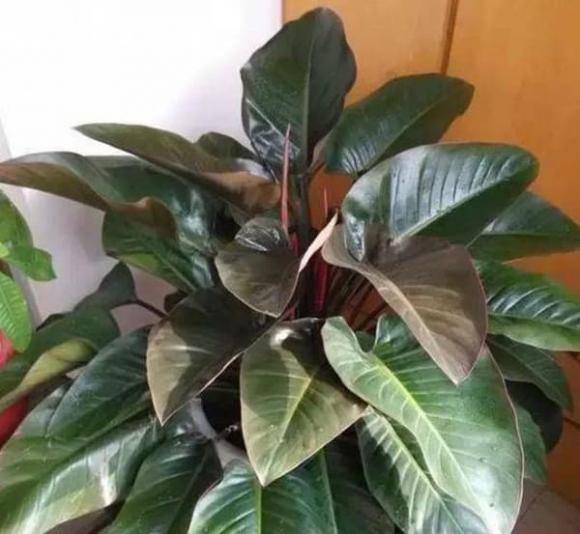 3 loại cây trồng phòng khách làm đẹp môi trường - Hình 4 3 loai cay trong phong khach lam dep moi truong-Hinh-4