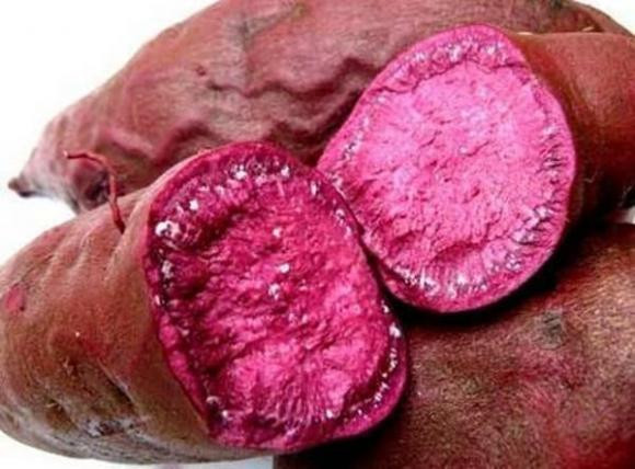 Khoai lang có thể tiêu diệt 98,7% tế bào ung thư Khoai lang co the tieu diet 98,7% te bao ung thu