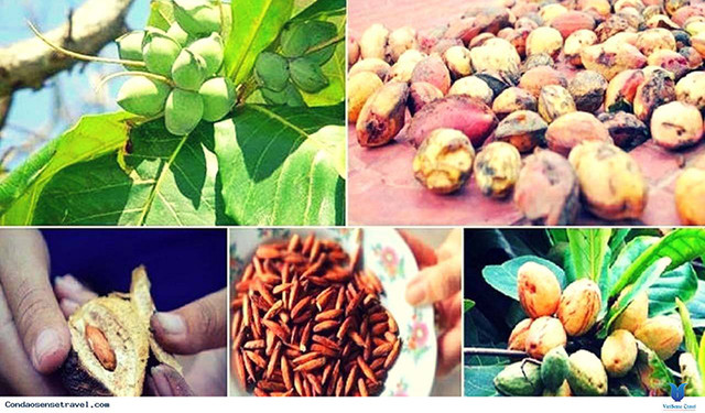 Thứ mọc dại ở Việt Nam trước rụng đầy, nay bán 600.000 đồng/kg - Hình 10 Thu moc dai o Viet Nam truoc rung day, nay ban 600.000 dong/kg-Hinh-10