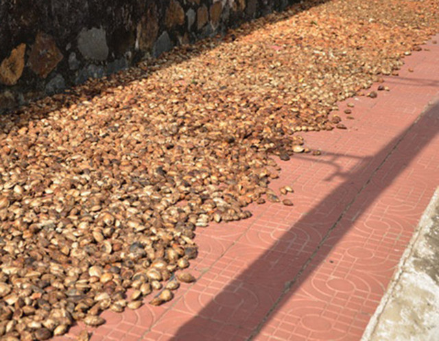 Thứ mọc dại ở Việt Nam trước rụng đầy, nay bán 600.000 đồng/kg - Hình 7 Thu moc dai o Viet Nam truoc rung day, nay ban 600.000 dong/kg-Hinh-7