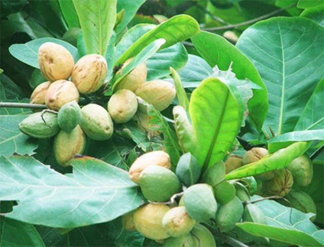 Thứ mọc dại ở Việt Nam trước rụng đầy, nay bán 600.000 đồng/kg - Hình 2 Thu moc dai o Viet Nam truoc rung day, nay ban 600.000 dong/kg-Hinh-2
