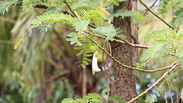 Cây dại xưa làm hàng rào, giờ thành "mỏ vàng" trồng kiếm tiền triệu Cay dai xua lam hang rao, gio thanh