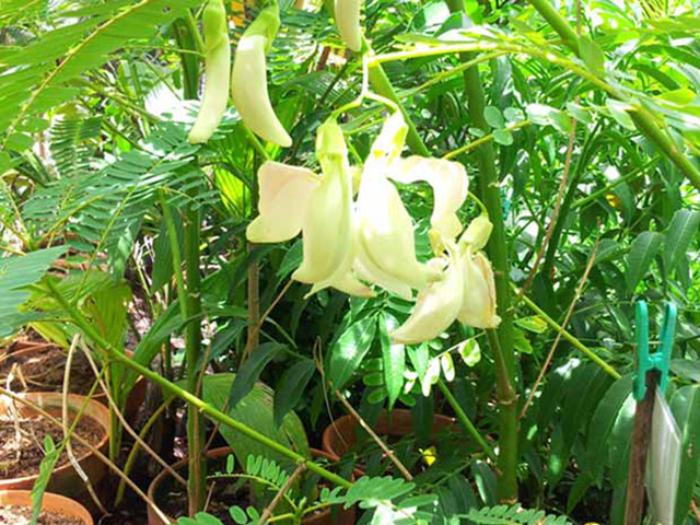Cây dại xưa làm hàng rào, giờ thành "mỏ vàng" trồng kiếm tiền triệu - Hình 6 Cay dai xua lam hang rao, gio thanh