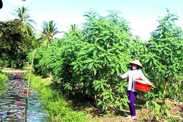 Cây dại xưa làm hàng rào, giờ thành "mỏ vàng" trồng kiếm tiền triệu - Hình 10 Cay dai xua lam hang rao, gio thanh