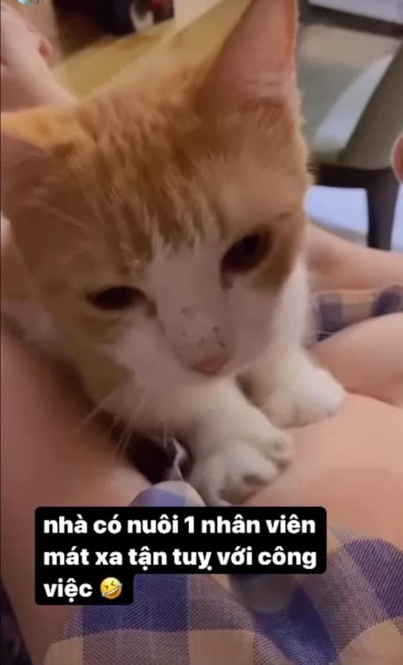 Elly Trần tiết lộ số tiền tốn kém mỗi tháng để nuôi chó mèo - Hình 5 Elly Tran tiet lo so tien ton kem moi thang de nuoi cho meo-Hinh-5