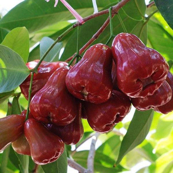 Ăn roi rất nhiều lợi ích nhưng phải cực lưu ý những đại kỵ sau - Hình 2 An roi rat nhieu loi ich nhung phai cuc luu y nhung dai ky sau-Hinh-2