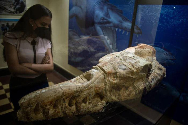 "Vua rắn" 12 mét hiện ra giữa sa mạc: Giống khủng long "Vua rắn" 12 mét hiện ra giữa sa mạc: Giống khủng long ảnh 1