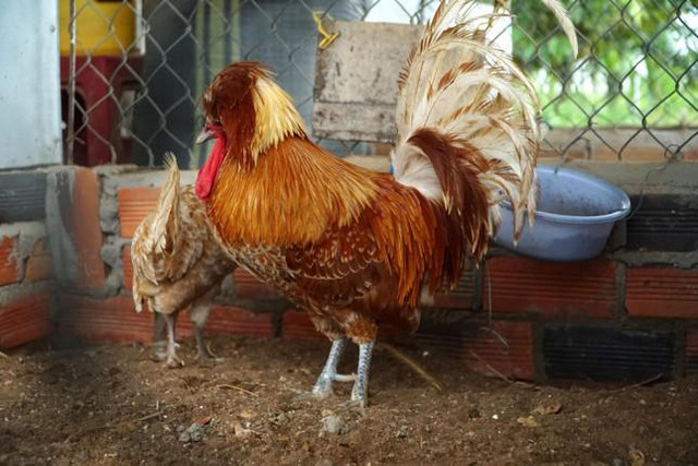 Nuôi Gà sư tử Ba Lan, nông dân miền Tây thu chục triệu mỗi tháng - Hình 4 Nuoi Ga su tu Ba Lan, nong dan mien Tay thu chuc trieu moi thang-Hinh-4