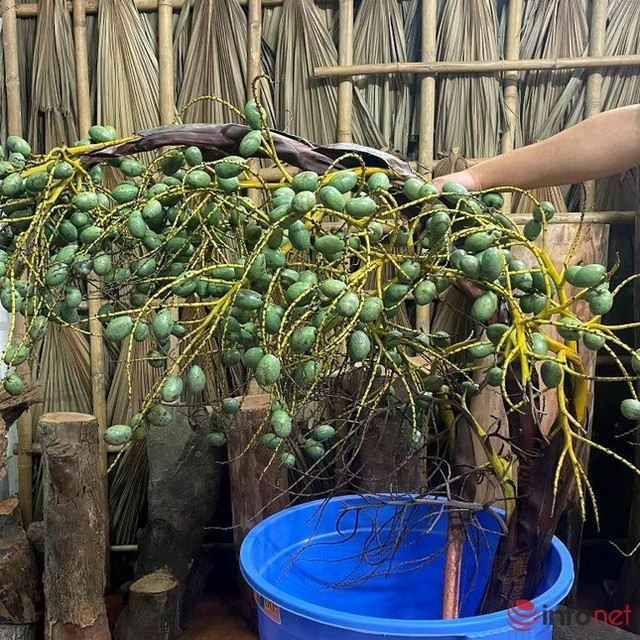 Mới lạ cành quả cắm bình đang 'làm mưa, làm gió' trên thị trường - Hình 2 Moi la canh qua cam binh dang 'lam mua, lam gio' tren thi truong-Hinh-2