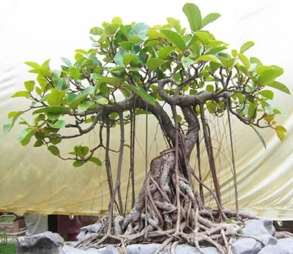 5 loại cây không nên trồng trước nhà: Hao tốn tiền của - Hình 5 5 loai cay khong nen trong truoc nha: Hao ton tien cua-Hinh-5