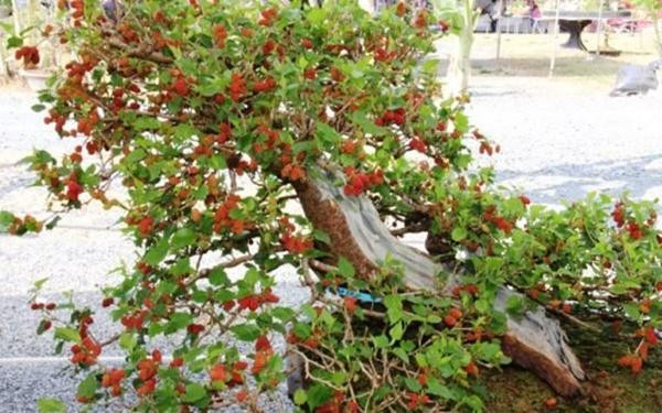 5 loại cây không nên trồng trước nhà: Hao tốn tiền của - Hình 3 5 loai cay khong nen trong truoc nha: Hao ton tien cua-Hinh-3