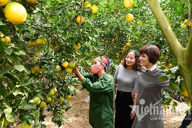 Đặc sản Việt sang Tây là 'siêu thực phẩm' 600 nghìn/kg - Hình 2 Dac san Viet sang Tay la 'sieu thuc pham' 600 nghin/kg-Hinh-2