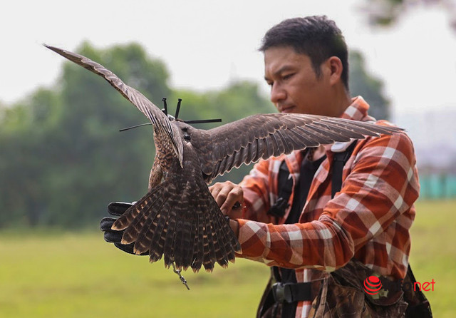 Thú chơi đại bàng, chim ưng sát thủ tốn kém của 9X Hà Nội - Hình 6 Thu choi dai bang, chim ung sat thu ton kem cua 9X Ha Noi-Hinh-6