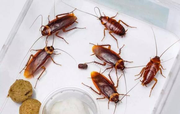 Tại sao nhiều con gián dẫm lên cũng không chết? - Hình 3 Tai sao nhieu con gian dam len cung khong chet?-Hinh-3