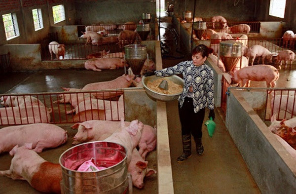 Giá heo hơi hôm nay 13/7: Miền Trung, Tây Nguyên và khu vực phía Nam điều chỉnh tăng nhẹ Gia heo hoi hom nay 13/7: Mien Trung, Tay Nguyen va khu vuc phia Nam dieu chinh tang nhe