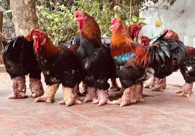 Trả 20 triệu đồng vẫn không mua nổi cặp chân gà Đông Tảo Tra 20 trieu dong van khong mua noi cap chan ga Dong Tao