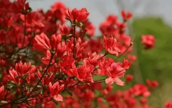 Bồ Tát phù hộ, 3 con giáp của cải tăng vọt, làm ăn phát tài - Hình 2 Bo Tat phu ho, 3 con giap cua cai tang vot, lam an phat tai-Hinh-2