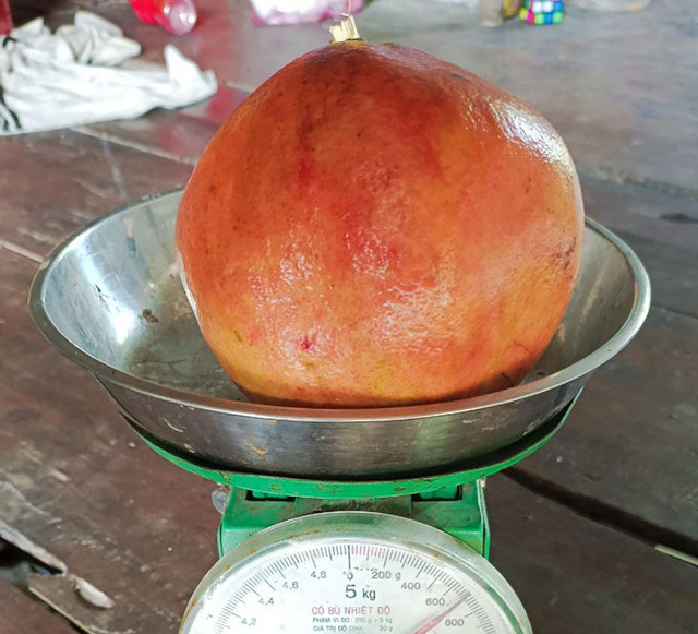 Liều trồng cây lạ, chàng trai miền Tây bất ngờ thu 1 tỷ đồng/năm - Hình 5 Lieu trong cay la, chang trai mien Tay bat ngo thu 1 ty dong/nam-Hinh-5